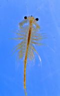 Artemia salina